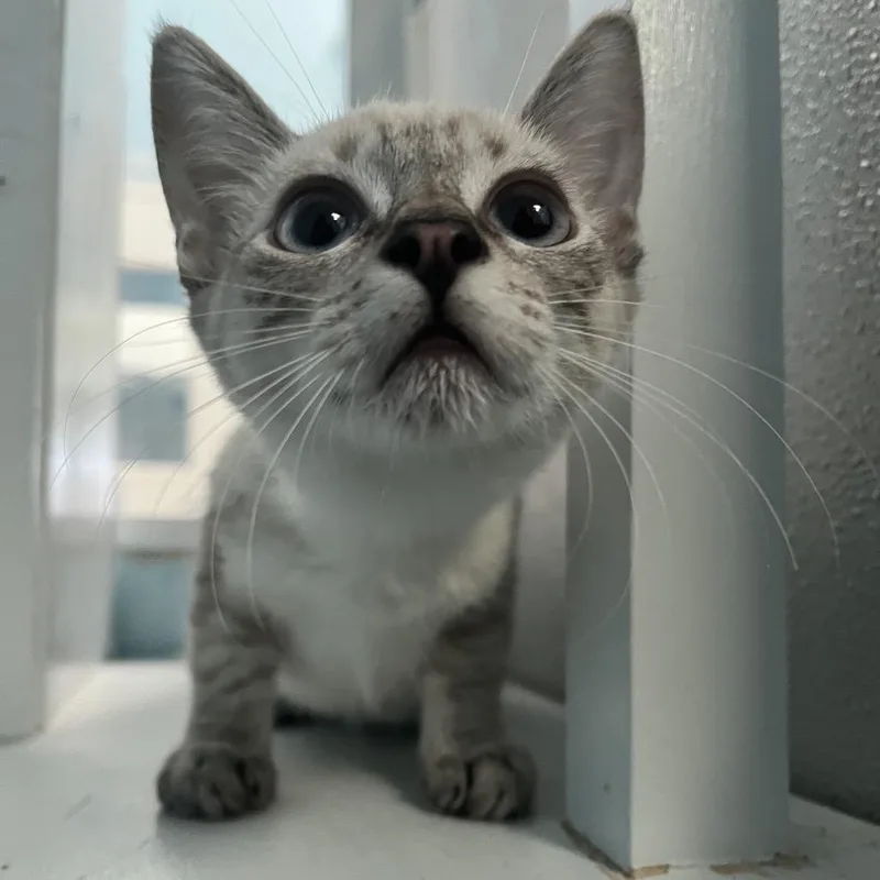 A baby small-sized female White Siamese cat named Sundae for adoption in Long Beach, CA