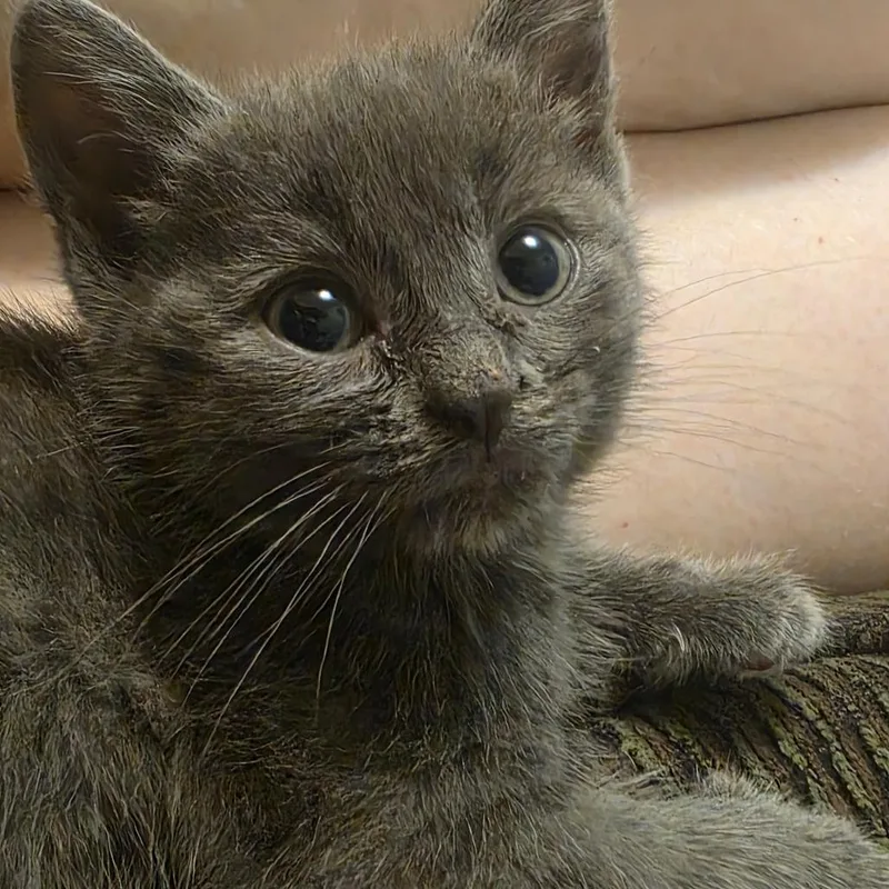 A baby small-sized female Gray / Blue / Silver Domestic Short Hair cat named Otter for adoption in Layton, UT