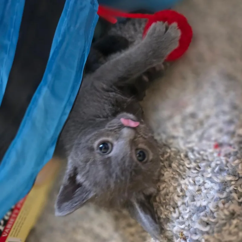 Otter thumbnail 2