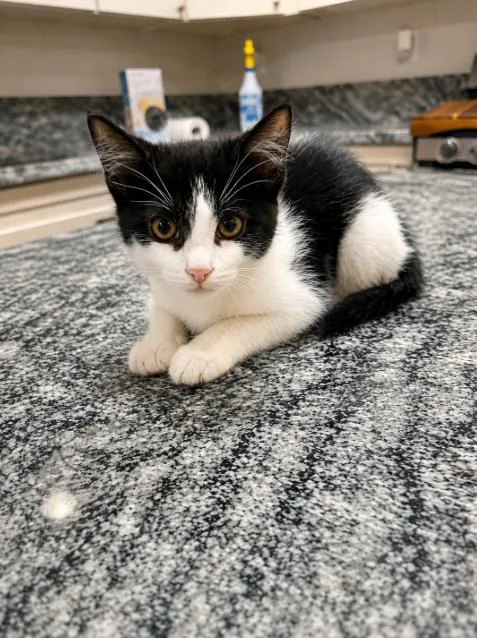 A baby small-sized male Domestic Short Hair cat named Melon for adoption in Rio Linda, CA