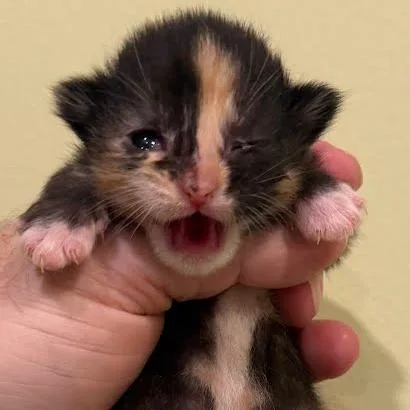 A baby small-sized female Black Domestic Short Hair cat named Nyx for adoption in South Elgin, IL