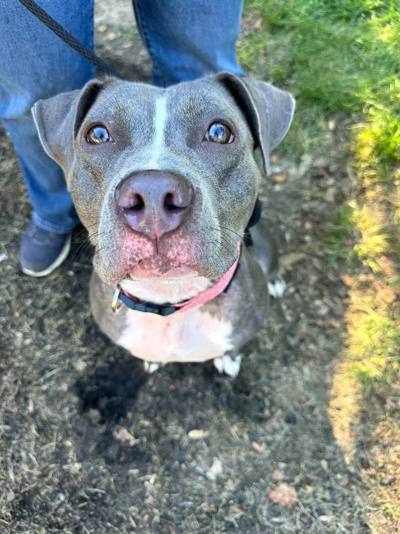 An adult medium-sized female Pit Bull Terrier dog named Smoke for adoption in Germantown, OH
