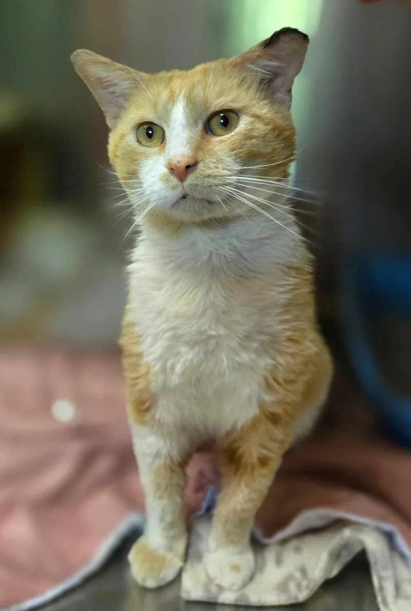 An adult large-sized male Orange & White Tabby cat named Eugene for adoption in Stanton, KY