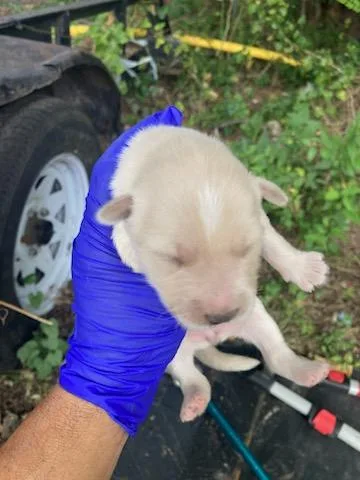 A baby medium-sized female Husky dog named 10 for adoption in Dallas, TX