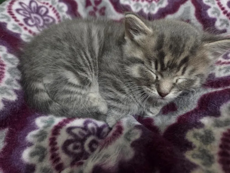 A young small-sized male Tabby (Gray / Blue / Silver) Domestic Medium Hair cat named Cosmo for adoption in Tyler, TX