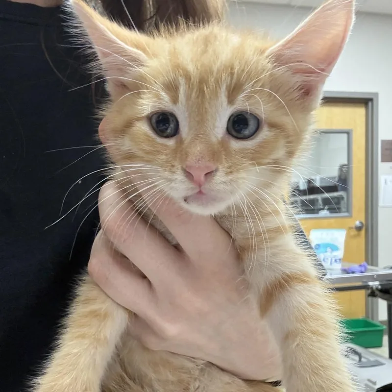 A baby small-sized male Domestic Medium Hair cat named Creamsicle U for adoption in Tupelo, MS