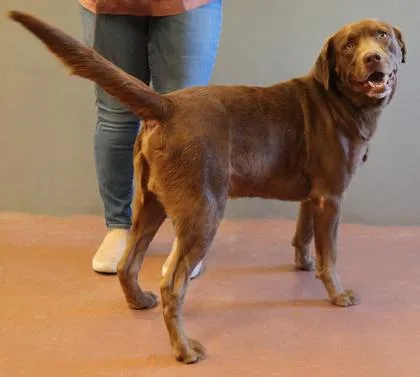 An adult large-sized male Brown / Chocolate Chocolate Labrador Retriever dog named Hoyt for adoption in Rapid City, SD