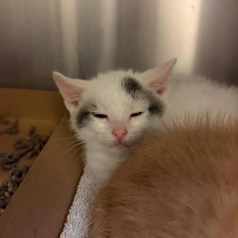 A baby small-sized male White Domestic Short Hair cat named Franklin Ocean for adoption in Council Bluffs, IA