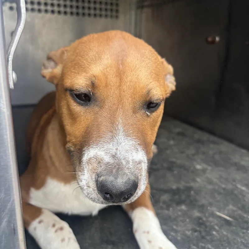 A baby medium-sized male Brown / Chocolate Pit Bull Terrier dog named Zero for adoption in Birmingham, AL