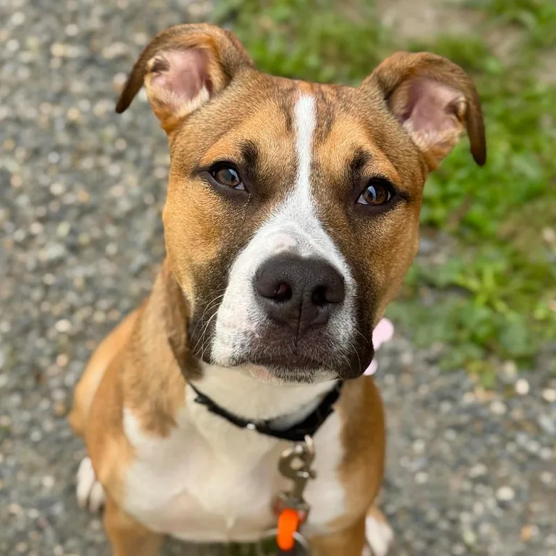 A young medium-sized female Yellow / Tan / Blond / Fawn Pit Bull Terrier dog named Meredith for adoption in Tacoma, WA