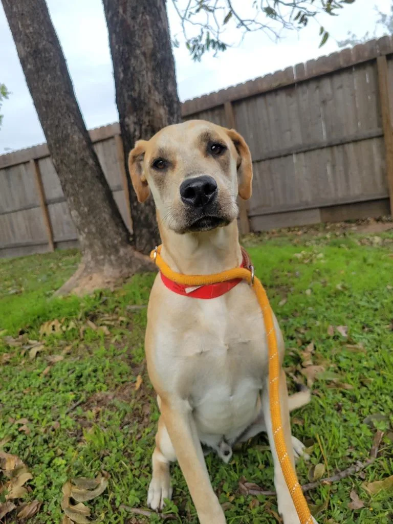 A young medium-sized male Labrador Retriever dog named Oliver for adoption in Spring, TX