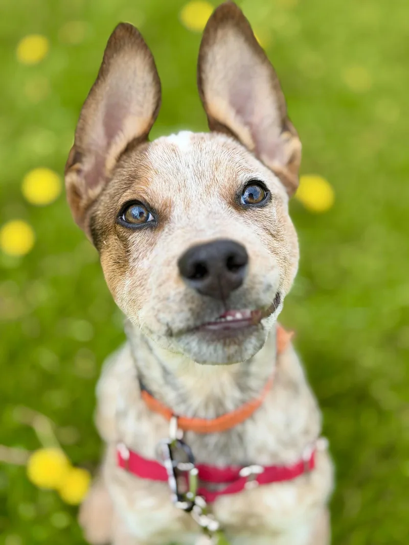 A young medium-sized male Australian Cattle Dog / Blue Heeler dog named Chuck for adoption in West Cornwall, CT