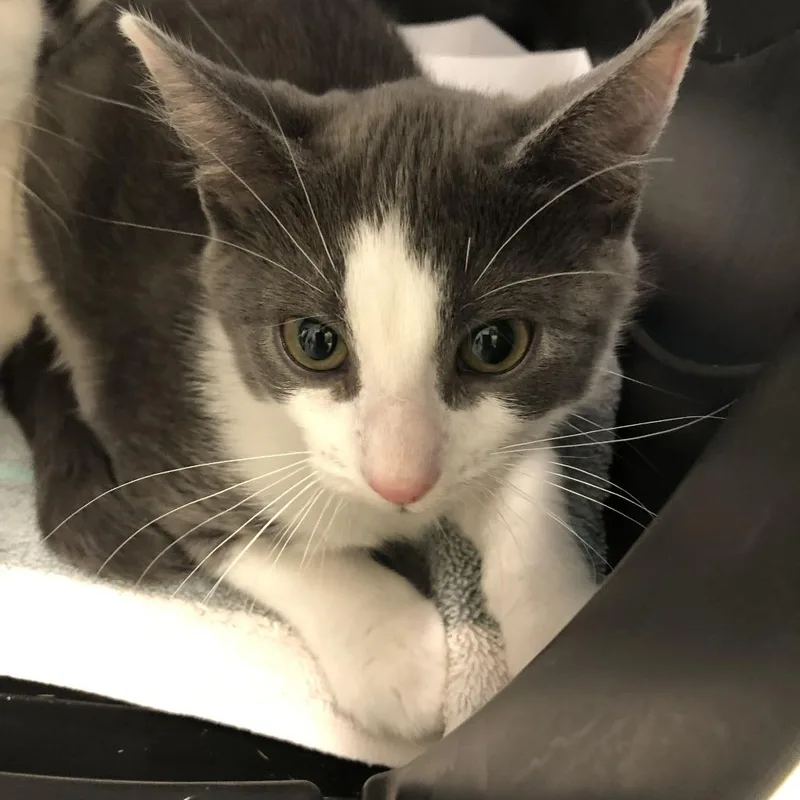 A baby small-sized male Gray / Blue / Silver Domestic Short Hair cat named Justin for adoption in Oak Park, IL