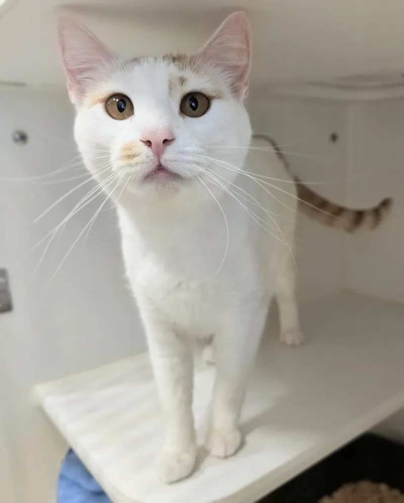An adult medium-sized female White Domestic Short Hair cat named Sarafina for adoption in Amityville, NY