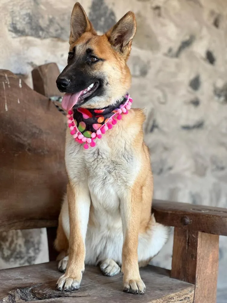 Cinnamon Fdrr thumbnail 2