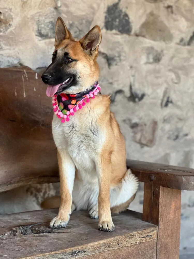 Cinnamon Fdrr thumbnail 3