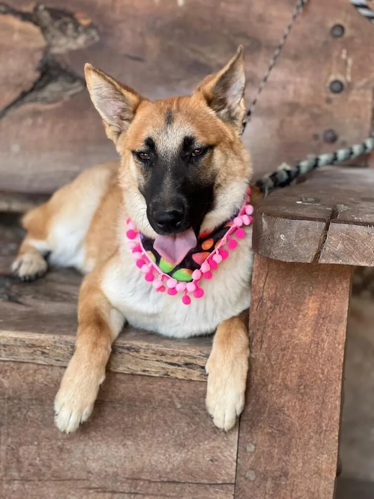 Cinnamon Fdrr thumbnail 4