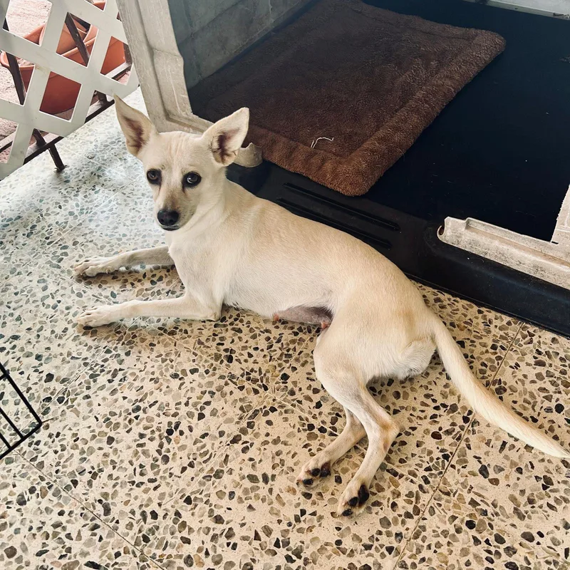 A young small-sized female Chihuahua dog named VANILLA gentle & for adoption in New York, NY