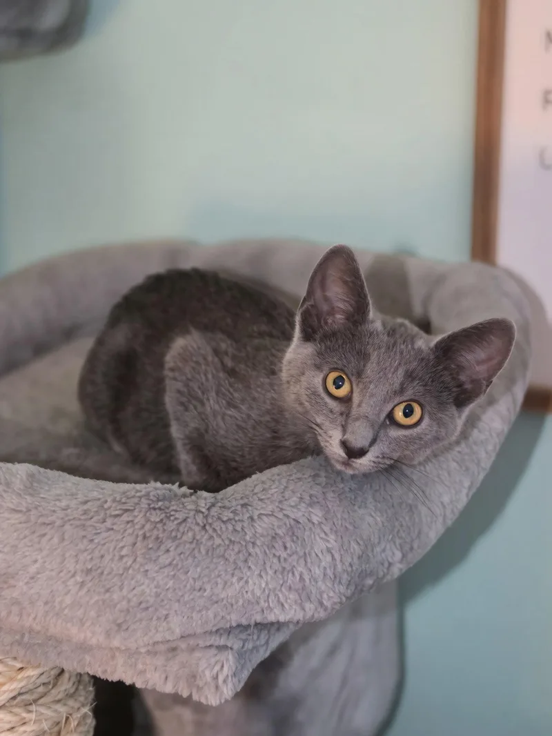 A baby medium-sized male Gray / Blue / Silver Russian Blue cat named Kimber for adoption in Georgetown, KY