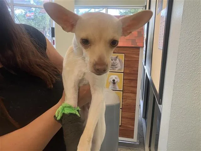 A young small-sized male Chihuahua dog named Sleepy for adoption in San Antonio, TX