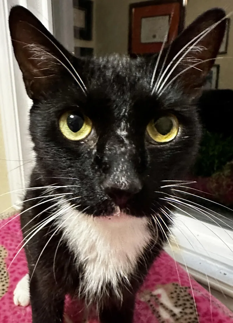 An adult medium-sized male Black & White / Tuxedo Domestic Short Hair cat named Thunder Cat for adoption in Houston, TX