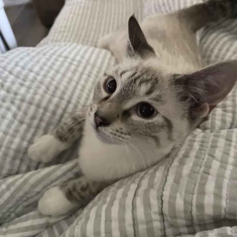 Sophia