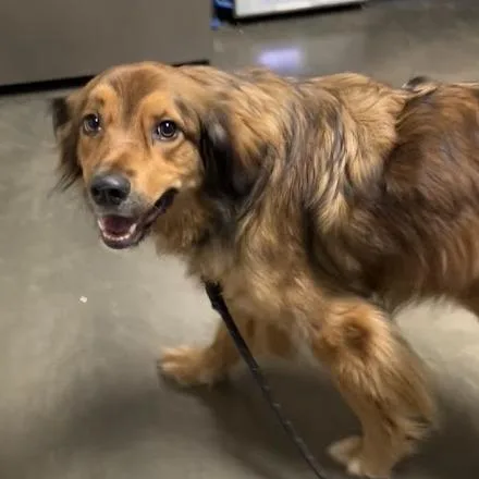 An adult medium-sized female Red / Chestnut / Orange Mixed Breed dog named Winnie for adoption in DeKalb, IL