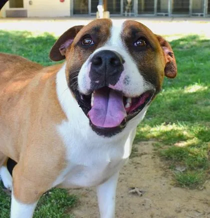 An adult large-sized female Boxer dog named Sasha for adoption in Cumming, GA