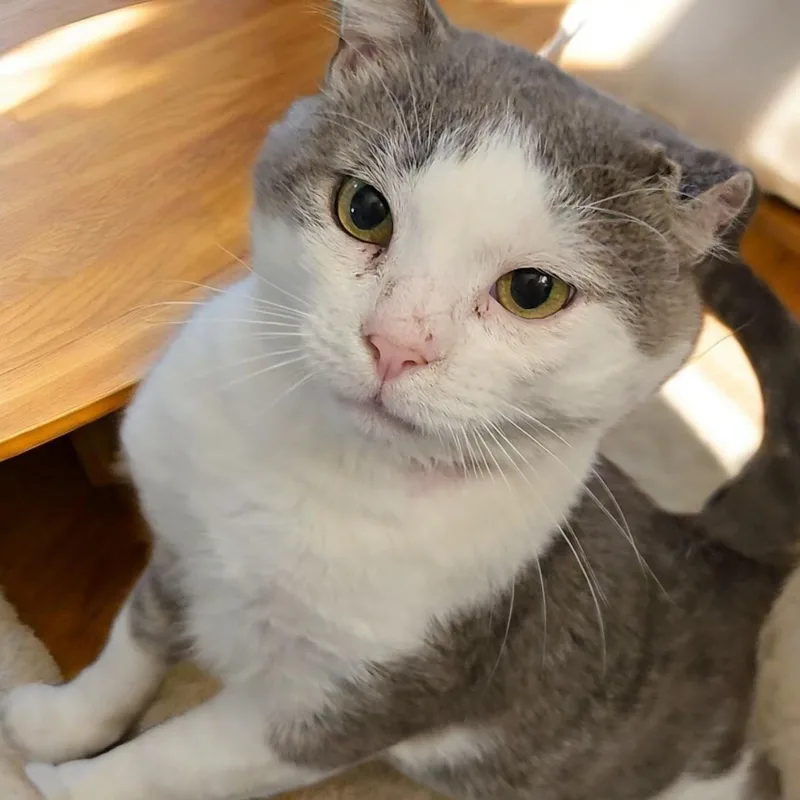 An adult medium-sized male Gray & White Domestic Short Hair cat named Buddy Boy for adoption in Kenhorst, PA