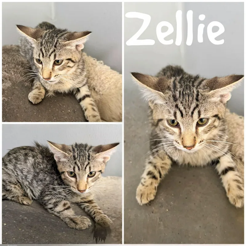 A young medium-sized female Tabby (Gray / Blue / Silver) Domestic Short Hair cat named Zellie for adoption in Saint James, MO