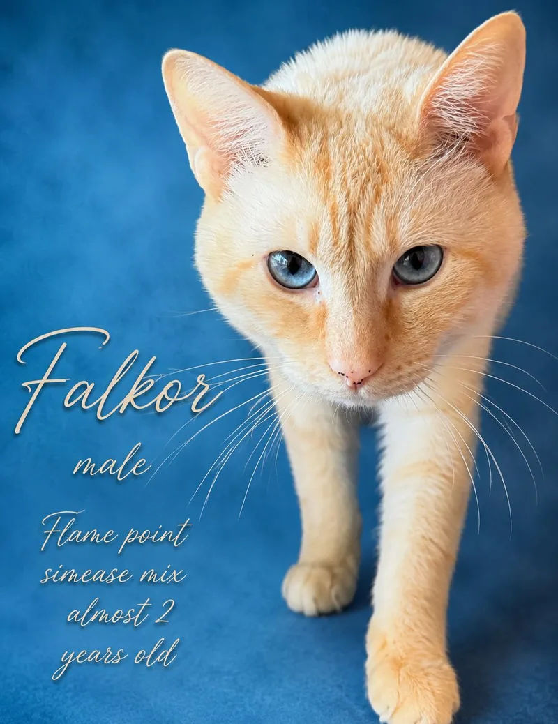 An adult large-sized male Flame Point Siamese cat named Falkor for adoption in Reno, NV