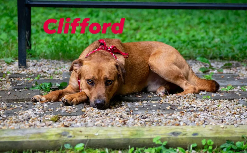 Clifford thumbnail 2