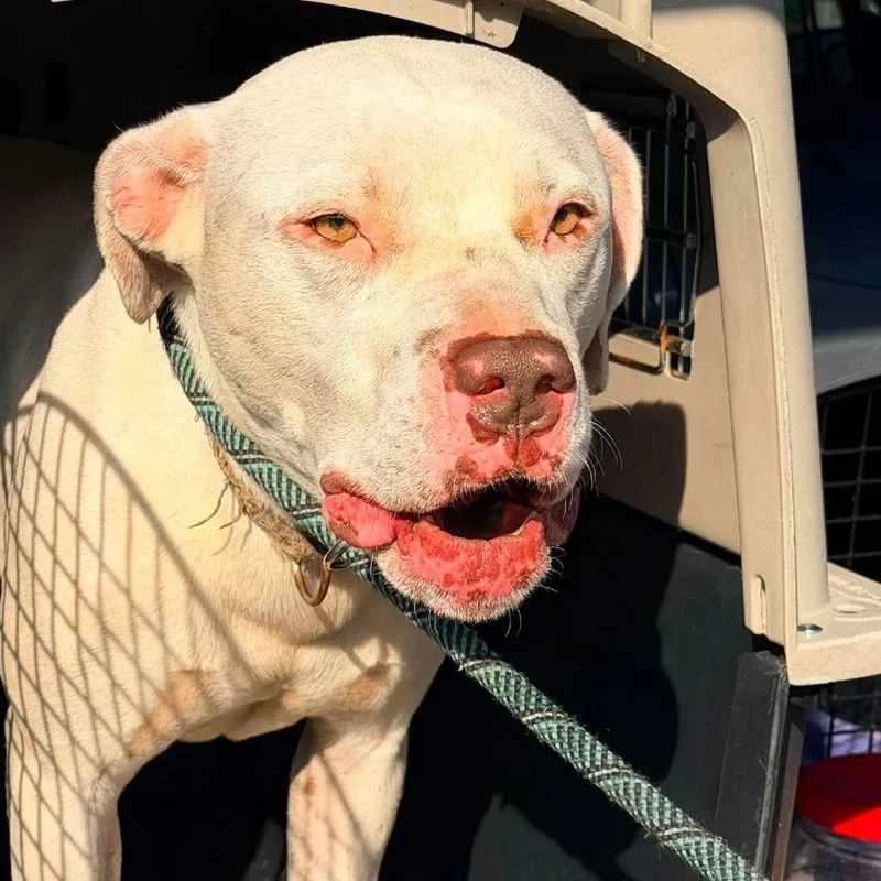 An adult medium-sized male White / Cream Mixed Breed dog named Crypto Stray Hold for adoption in Huntington, WV