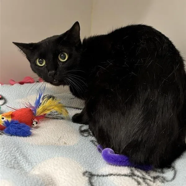 An adult medium-sized female Domestic Short Hair cat named Mochi for adoption in Hawthorne, CA