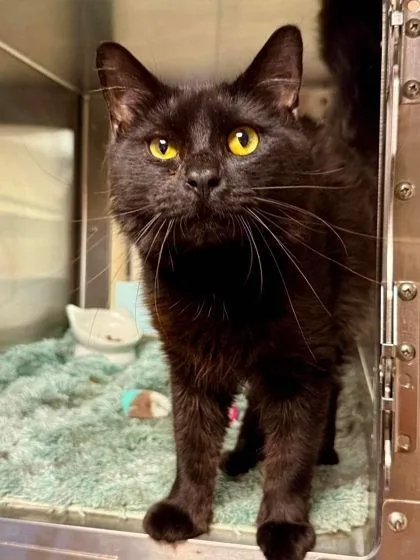 An adult small-sized male Domestic Long Hair cat named Magnus for adoption in West Chester, PA
