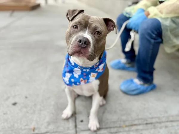 A young large-sized male Mixed Breed dog named Magneto for adoption in New York, NY