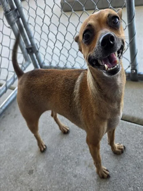An adult small-sized female Chihuahua dog named Bonny for adoption in Bakersfield, CA