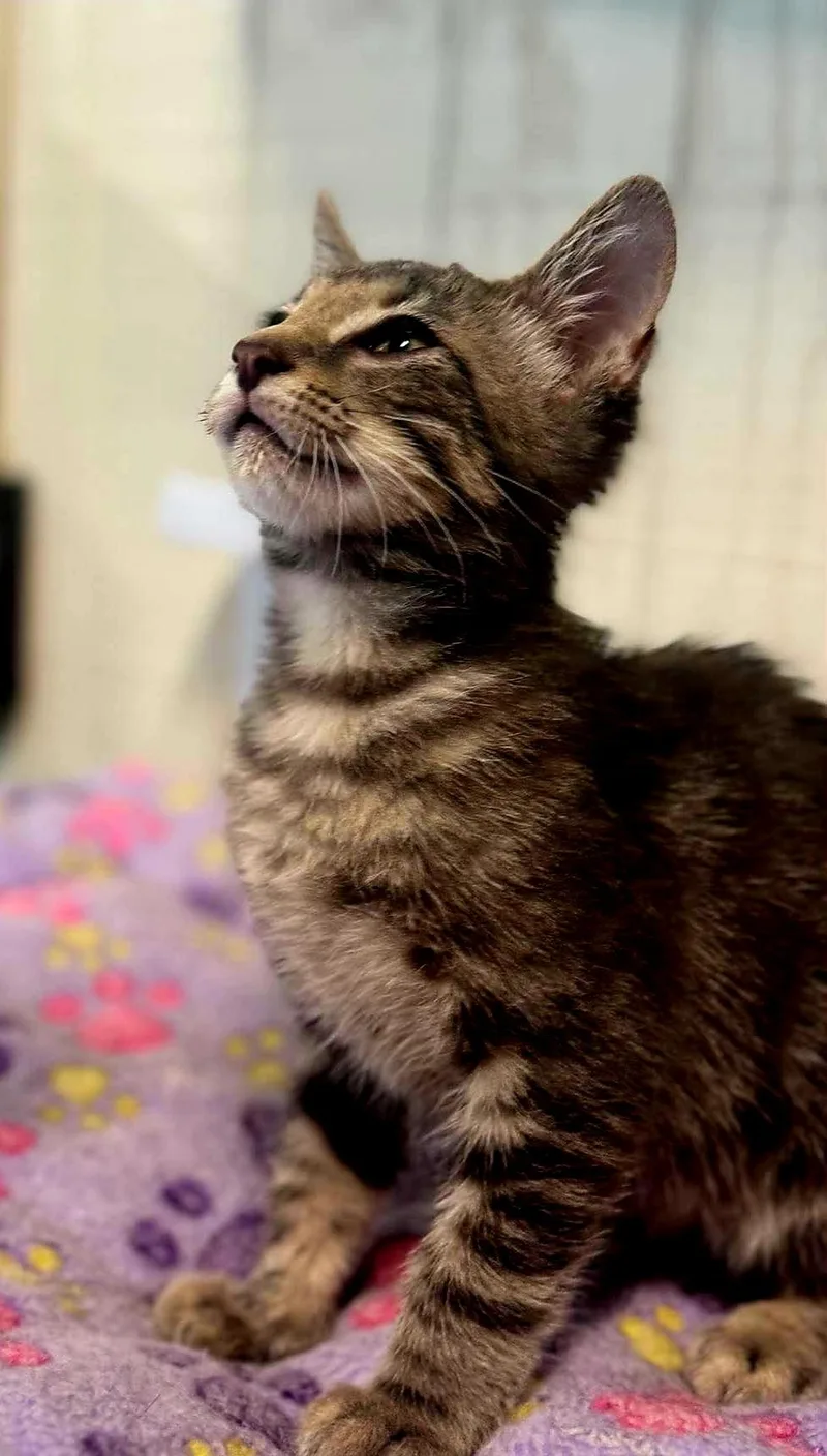 A baby medium-sized male Gray / Blue / Silver Domestic Short Hair cat named Barong for adoption in Houston, TX