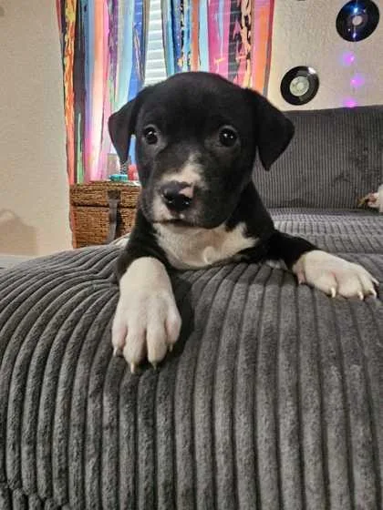 A baby medium-sized female Australian Shepherd dog named Felicity for adoption in Morton Grove, IL