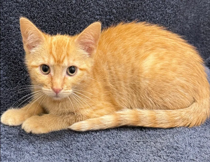A baby small-sized female Orange / Red Domestic Short Hair cat named Napa for adoption in Hackensack, MN