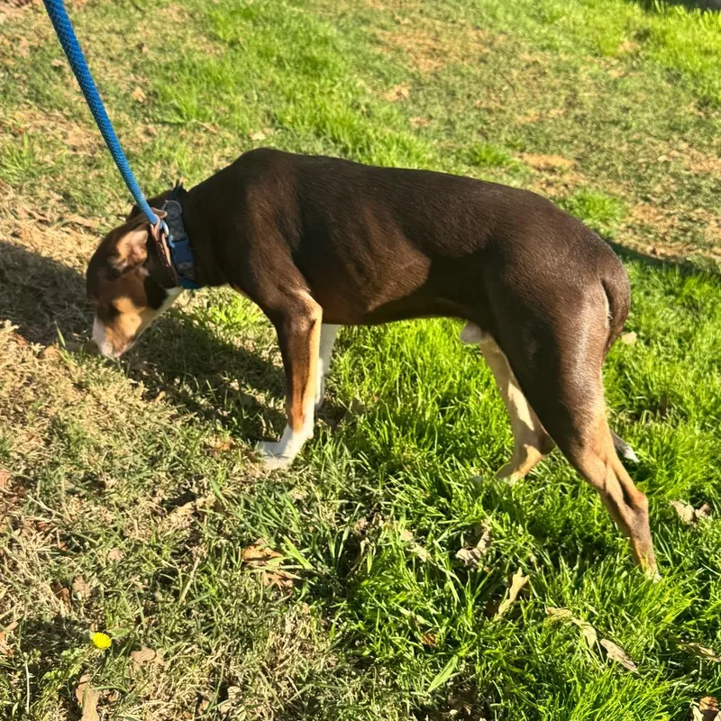 Shamrock thumbnail 2