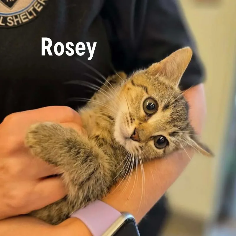 Rosey
