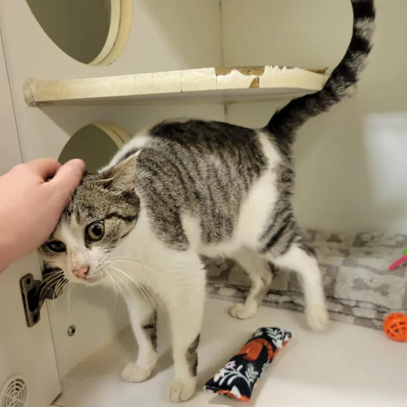 Circus Peanut thumbnail 2