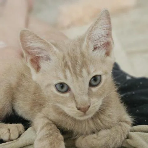 A baby medium-sized male Tabby (Orange / Red) Domestic Short Hair cat named Forrest for adoption in Tampa, FL