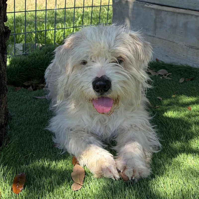 A young small-sized male White / Cream Schnauzer dog named Winston for adoption in Austin, TX