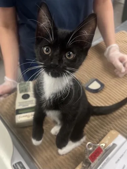 A baby small-sized male Domestic Short Hair cat named Velmira for adoption in Madison, NJ