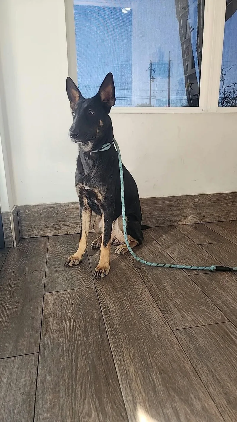 A baby large-sized female Black German Shepherd Dog dog named Alina for adoption in New Rochelle, NY