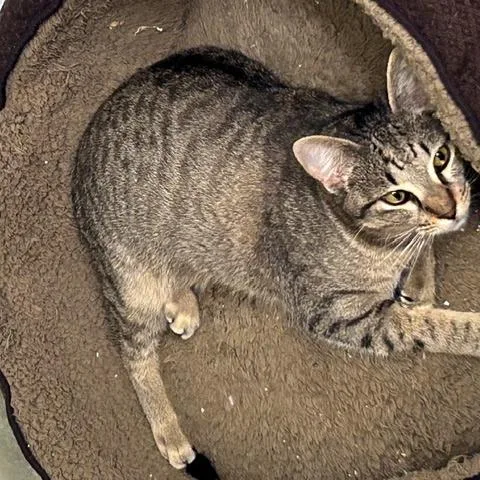 A young small-sized male Brown / Chocolate Domestic Short Hair cat named Paul for adoption in League City, TX
