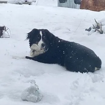 An adult medium-sized female White / Cream Australian Shepherd dog named Chelsea for adoption in Pacifica, CA