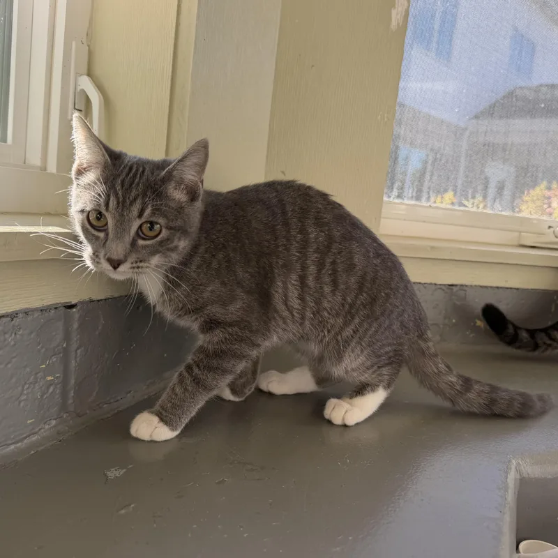 A baby medium-sized female Tabby (Gray / Blue / Silver) Domestic Short Hair cat named Smokey for adoption in Latrobe, PA